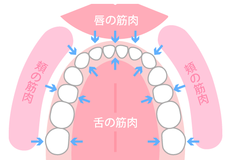 MFT口腔筋機能療法